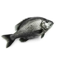 Fish isolated on white background, generate ai photo