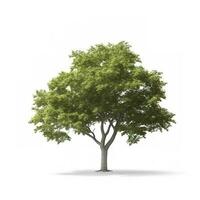 tree isolated on white background. Tropical tree, generate ai photo