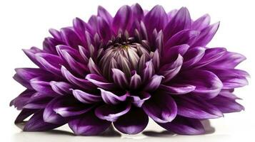 Big purple flower isolated on white background, generate ai photo