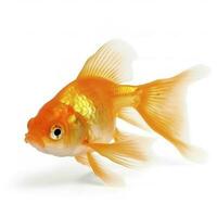 goldfish isolated on white background, generate ai photo