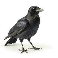 Crow isolated on white background, generate ai photo