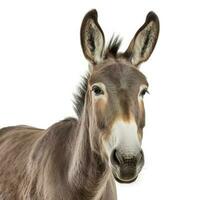 Burro aislado en blanco fondo, generar ai foto