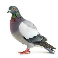 Pigeon isolated on white background, generate ai photo