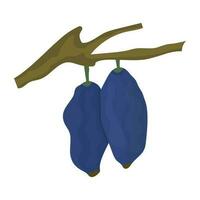 Icon of fresh fruit hanging from stem depicting haskap berry vector