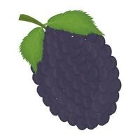 icono de un Fresco Fruta con hoja representando marionberry vector