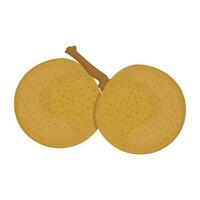 A pair of round shaped fruit attached with each other by stem, cantaloupe vector