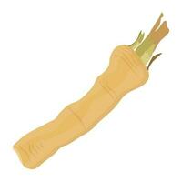 A raw long bamboo with hairs on the edge, this is turmeric root icon vector