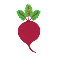 Icon for radish shown by a vegetable with root and leaves vector