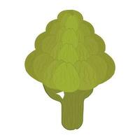 Tree shaped vegetable is showing broccoli icon vector