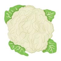 Tree shrub shape graphic with leaves denoting cauliflower icon vector