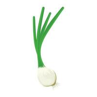 Garlic with long green stems or roots, this is scallion icon vector