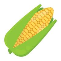 A corn on the cob ready to come out of its leafy shell, this is fresh corn icon vector