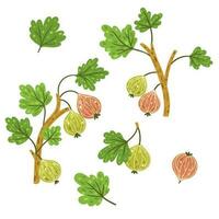 Set of gooseberry sprigs isolated on white background. Vector graphics.