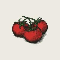 Tomato illustration in vintage style vector