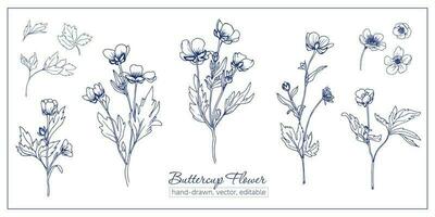 Set of buttercup flowers. Hand-drawn wildflowers for coloring book, magazines, articles vector