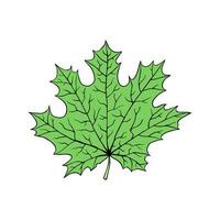 A fallen leaf of a maple tree. Vector illustration isolated on white background. Cartoon style