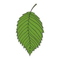 Vector illustration of elm leaf isolated on white background. Cartoon style