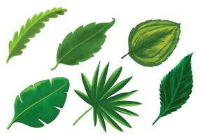 Tropical different type exotic leaves set design vector