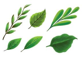 Tropical different type exotic leaves set design vector