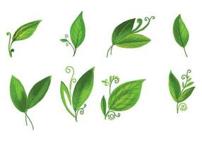 hermosa realista plantas verde hoja conjunto diseño vector