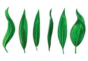 Tropical different type exotic leaves set design vector