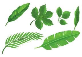 Decorative tropical plants green leaf set design vector