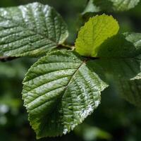 Close up of alder green leaves photo