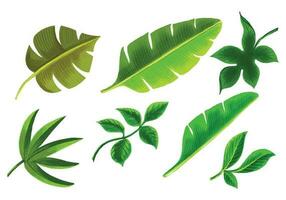 Decorative tropical plants green leaf set design vector