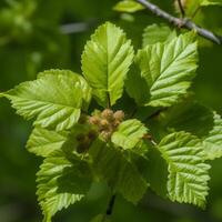 Close up of alder green leaves photo