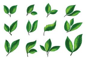 hermosa realista plantas verde hoja conjunto diseño vector