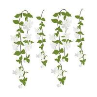 Dangling Flower Element.  Illustration of home hanging leaves of plant String of Nickels isolated on white background. vector