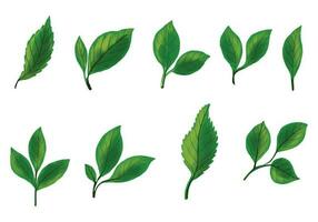 Realistic tropical plants green leaf set design vector