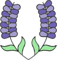 Vector Illustration of Lavender Flower.