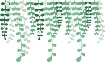 Dangling Flower Element.  Illustration of home hanging leaves of plant String of Nickels isolated on white background. vector