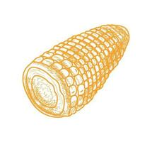 corn vegetable food vector