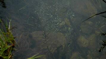 Forelle im das flach Fluss mit Ruhe Wasser video