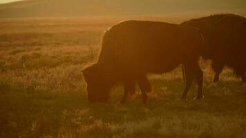 mandria di Colorado americano bisonti. tramonto al di sopra di prateria. video