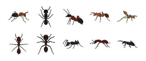 Ant Illustration Vector Set