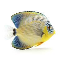 tropical fish isolated on white background, generate ai photo