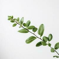 Green living plant branch on white background, generate ai photo