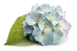 Hydrangea Blossom, Weltfrauentag Means International Womens Day , isolated on white background, generate ai photo
