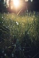 a close up of grass with dew drops on it and a blurry background of the grass and the sun shining through the drops of the grass on the grass is a sunny day light. photo