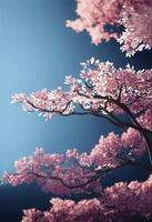 Spring time cherry blossom sakura tree photo