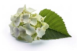 Hydrangea Blossom, Weltfrauentag Means International Womens Day , isolated on white background, generate ai photo