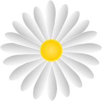 flor de la margarita blanca png