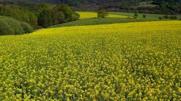 antenn panorama- se av blomstrande gul fält av rapsfrö i lantlig område under sommar. video