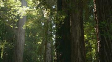 Redwood National Forest Scenery video