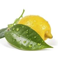 Citrus Lemon leaf with water drops isolated on white background, generate ai photo