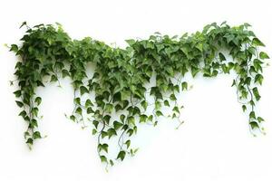 Hanging vines ivy foliage jungle bush, heart shaped green leaves climbing plant nature backdrop , generate ai photo