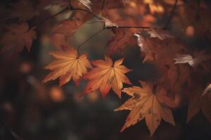 autumn maple leaves in a row, vivid colors, panorama illustration on black background photo